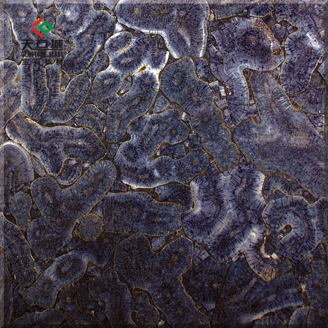 TSC-G3紫珊瑚化石