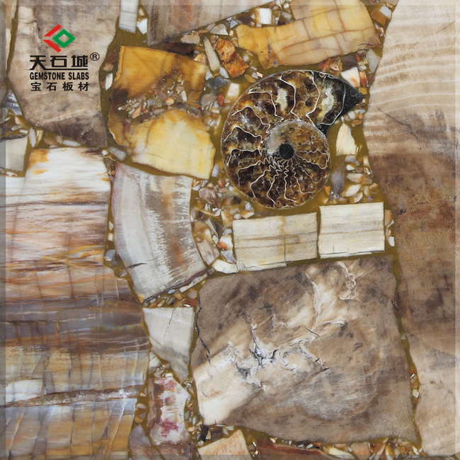 TSC-G5木化石(含海螺)